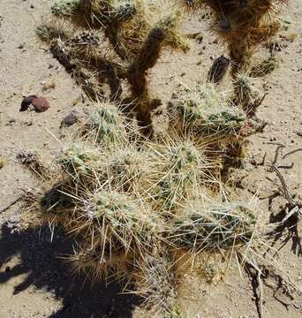 Image of Wiggins' cholla