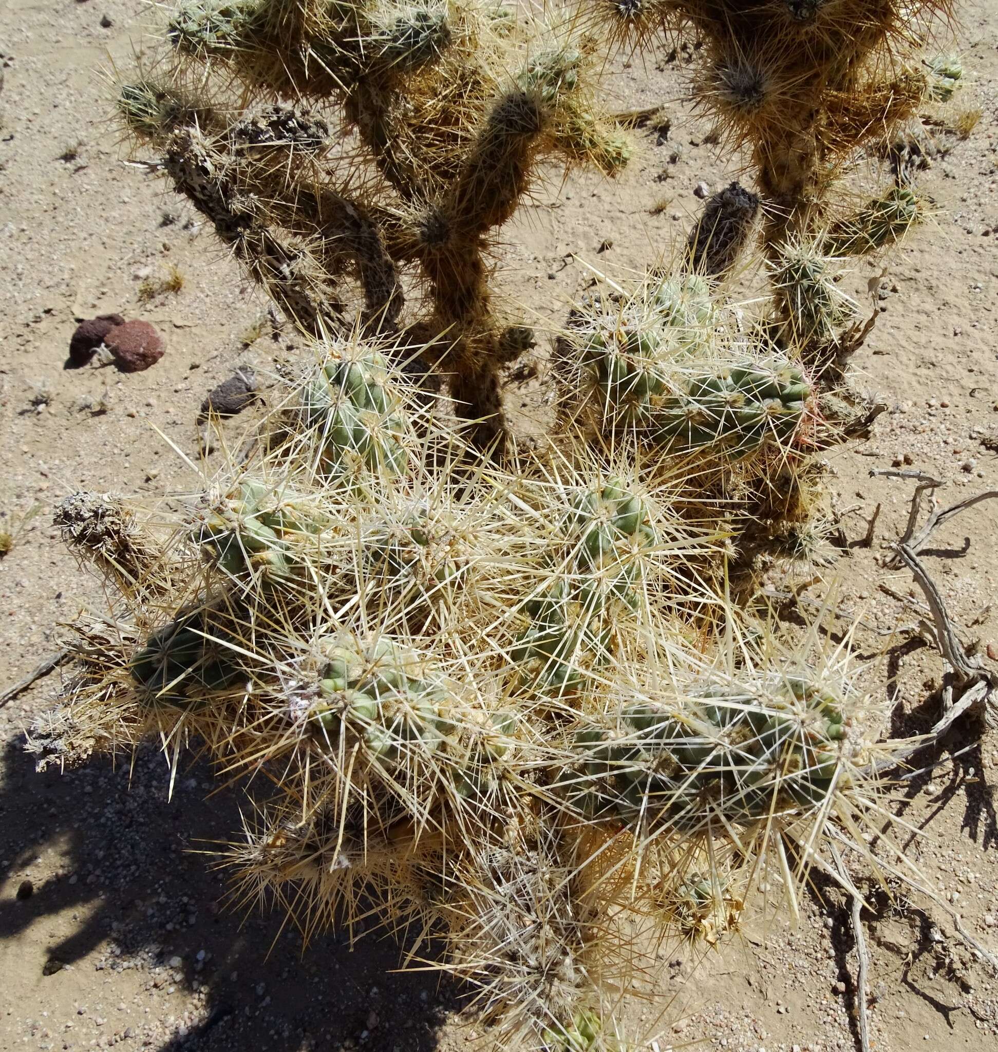 Image of Wiggins' cholla