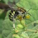 Image of Anthidium vigintiduopunctatum Friese 1904