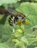 Image of Anthidium vigintiduopunctatum Friese 1904