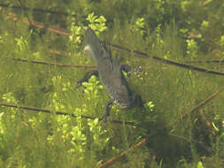 Image of Great Crested Newt