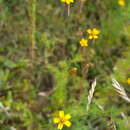 Image of Tagetes subulata Cerv.