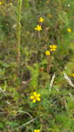 Image of Tagetes subulata Cerv.