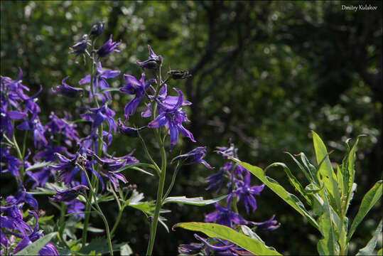 Delphinium brachycentrum Ledeb.的圖片