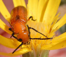 Image of Nemognatha (Pauronemognatha) nigripennis Le Conte 1853