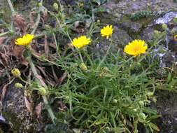 Image of Philbrick's desertdandelion