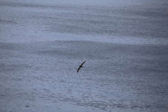 Image of Grey-faced Petrel