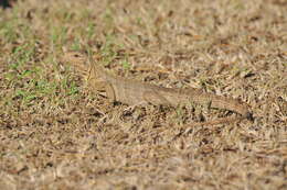 Image of Cayman Islands Ground Iguana