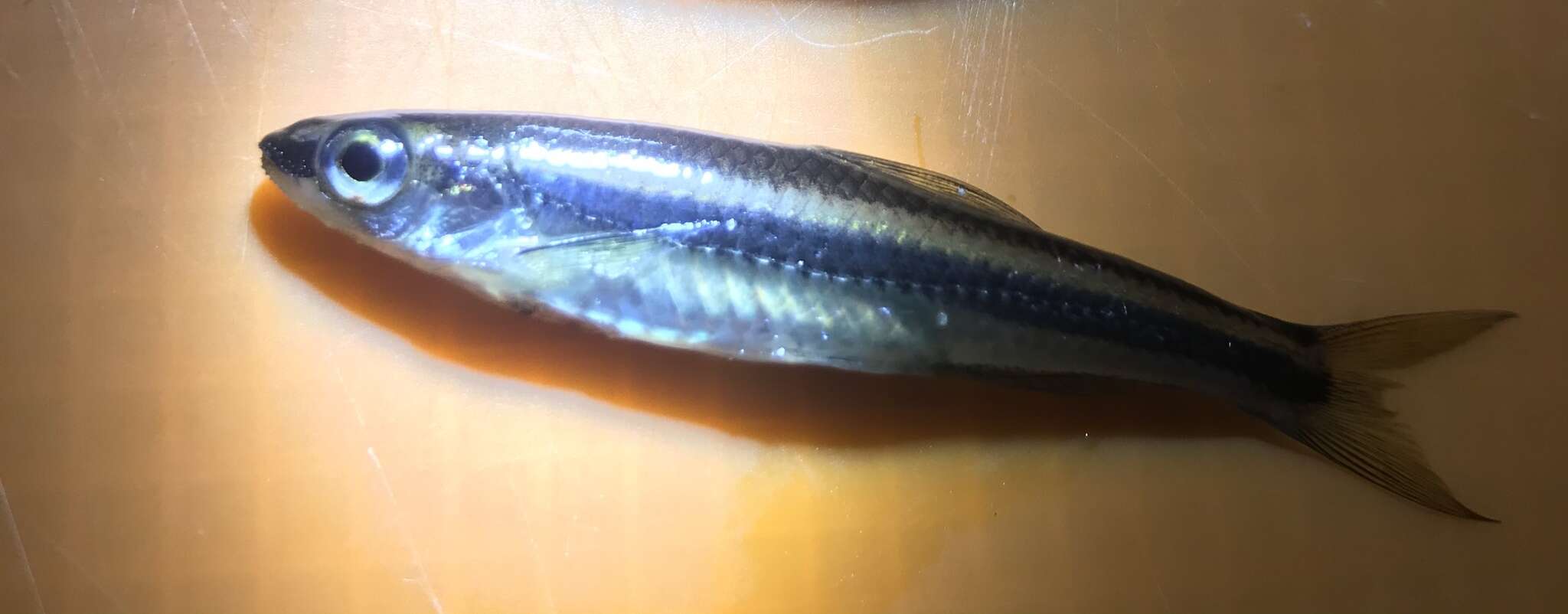 Image of Coastal Shiner