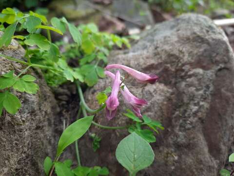 Image of Corydalis leptocarpa Hook. fil. & Thomson