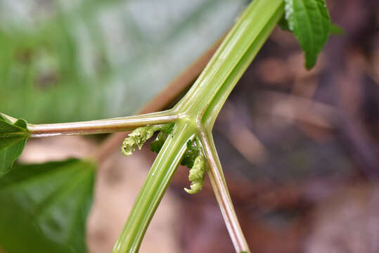 Image of Pilea melastomoides (Poir.) Wedd.