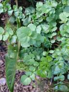 Imagem de Cardamine glacialis (G. Forst.) DC.