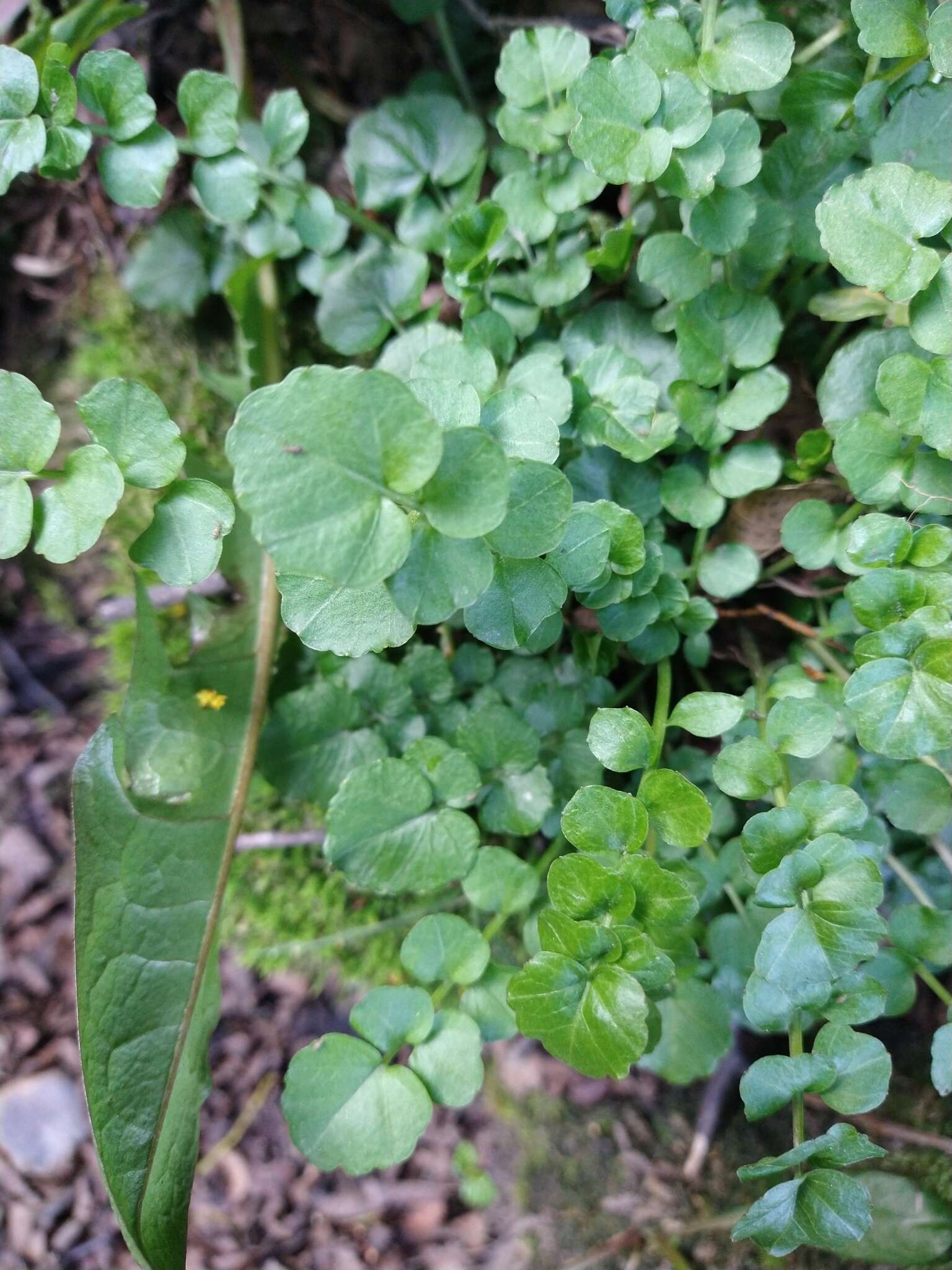 Imagem de Cardamine glacialis (G. Forst.) DC.