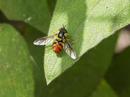 Chrysotoxum triarcuatum Macquart 1839 resmi