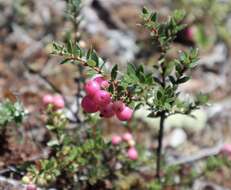 Image of Gaultheria mucronata (L. fil.) E. J. Remy