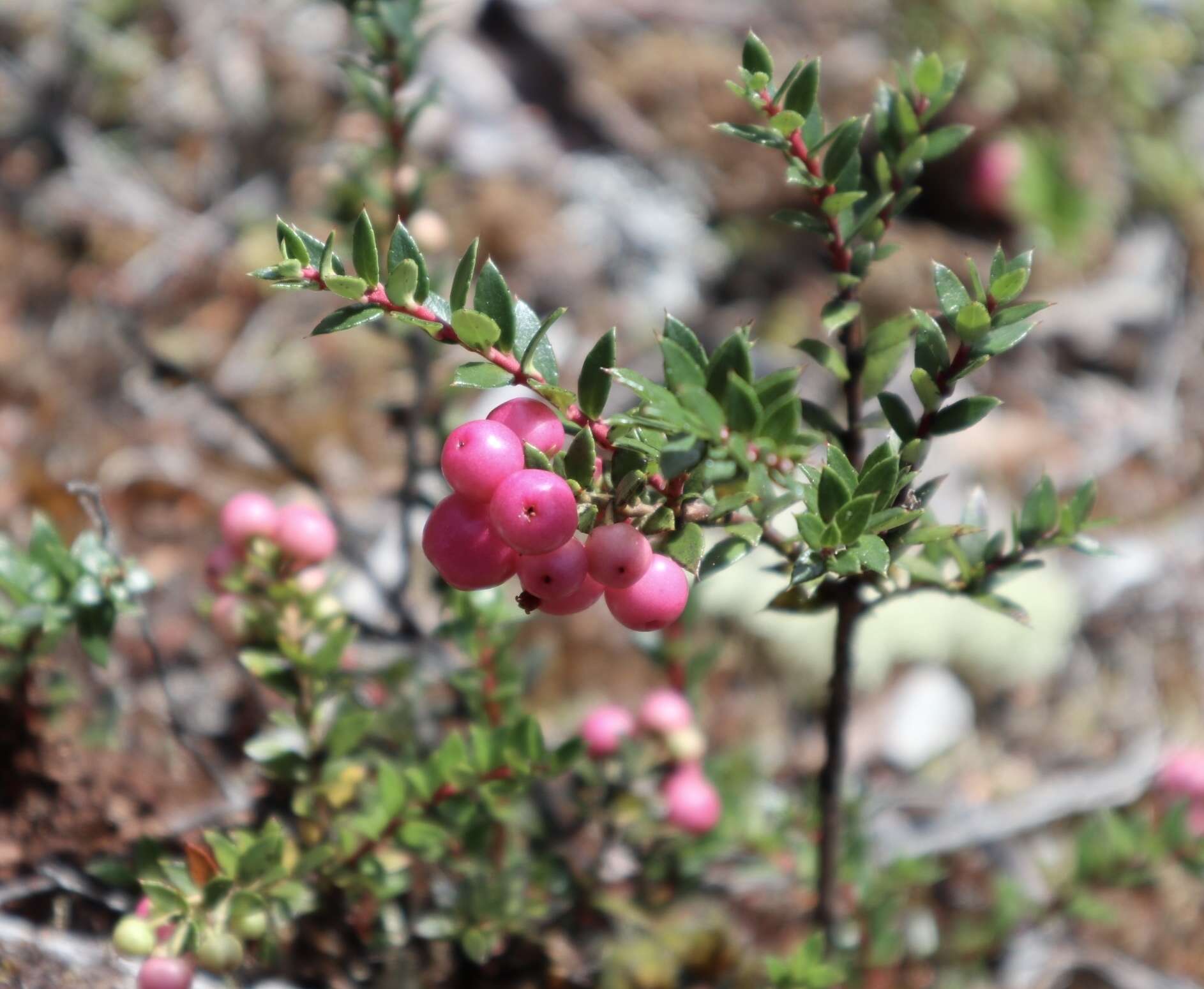 Image of Gaultheria mucronata (L. fil.) E. J. Remy