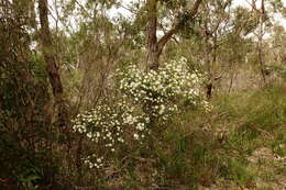 Image of Ricinocarpos pinifolius Desf.