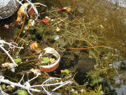 Image of Mink Frog