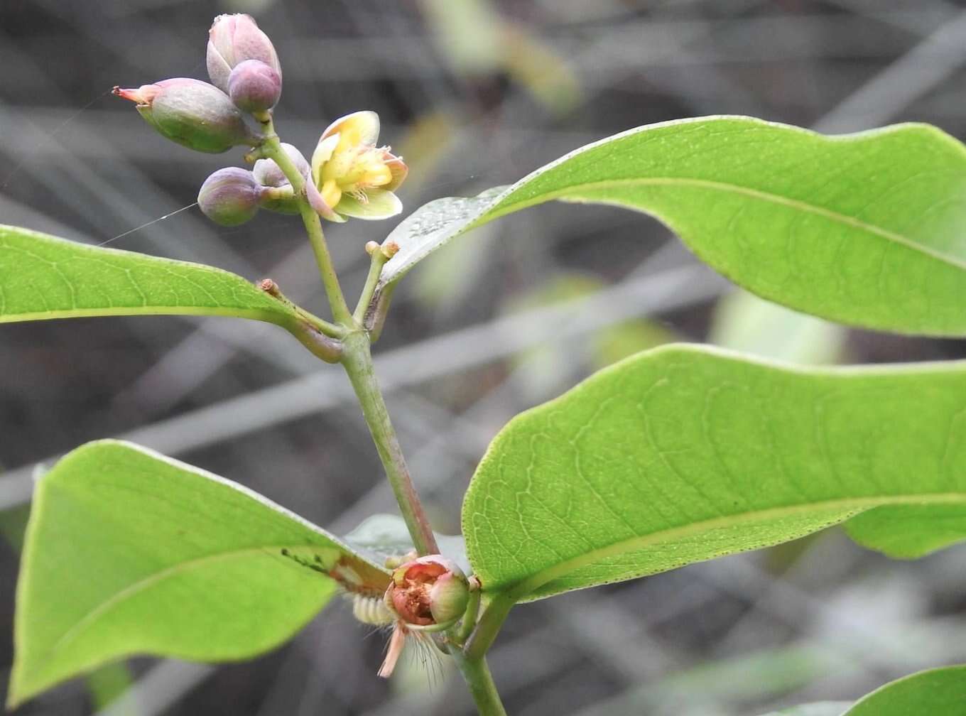 Image de Cratoxylum cochinchinense (Lour.) Bl.