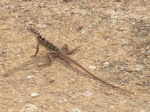 Image of Lozenge-Marked Dragon