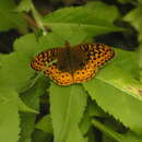 Image of Speyeria cybele pseudocarpenteri Chermock 1940