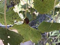 Image of Aphid