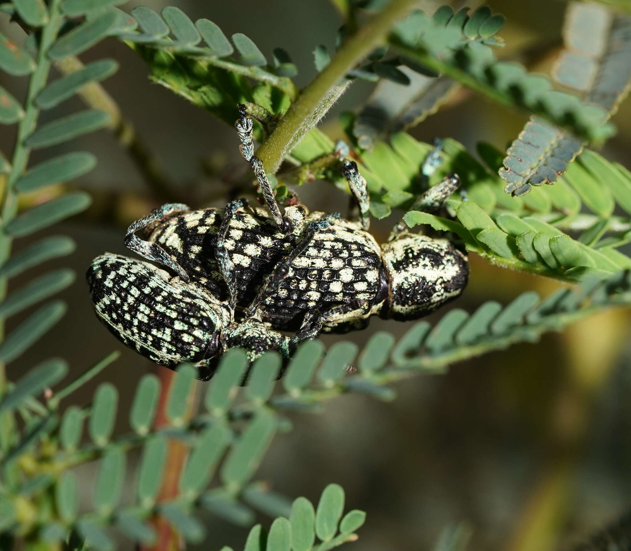 Image of Chrysolopus spectabilis (Fabricius & J. C. 1775)