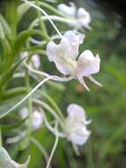 Image of Habenaria commelinifolia (Roxb.) Wall. ex Lindl.