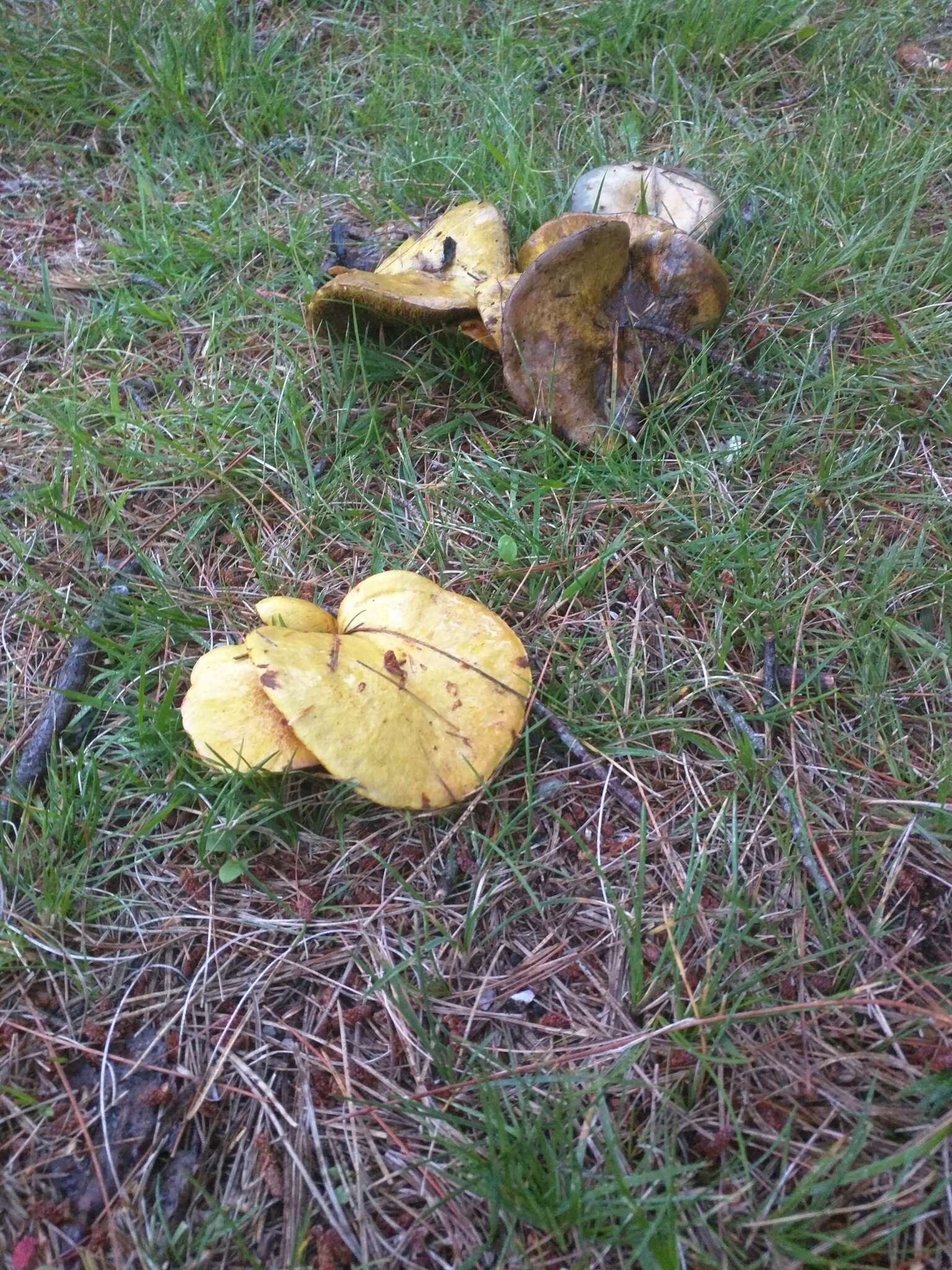 Image of Chicken Fat Mushroom