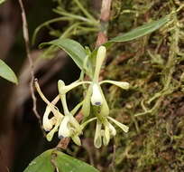 Image of Epidendrum erosum Ames & C. Schweinf.