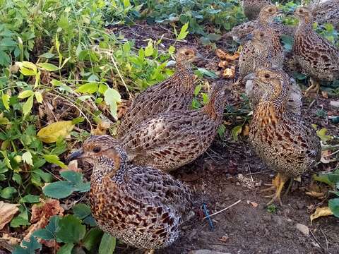 Image of Grey-winged Francolin