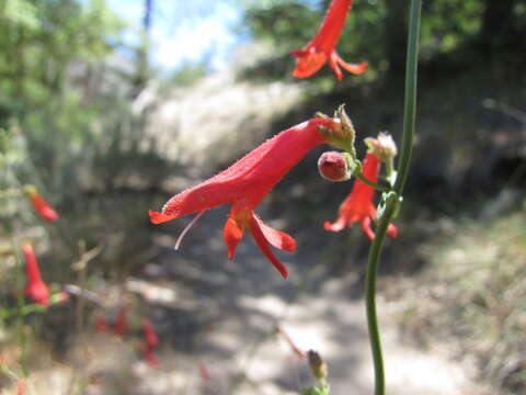 Слика од Penstemon rostriflorus Kellogg