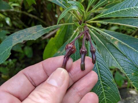 Image de Lobelia portoricensis (Vatke) Urb.