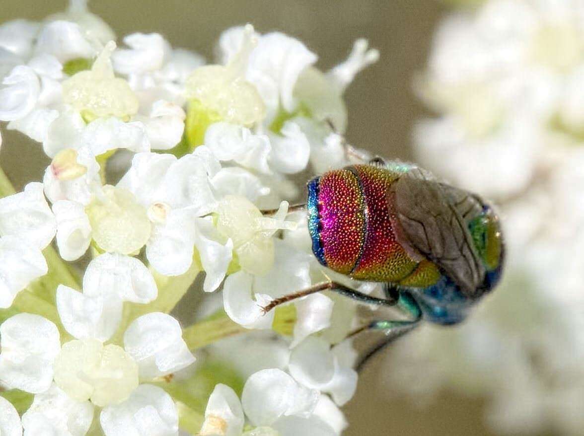 Image of <i>Chrysis scutellaris</i>