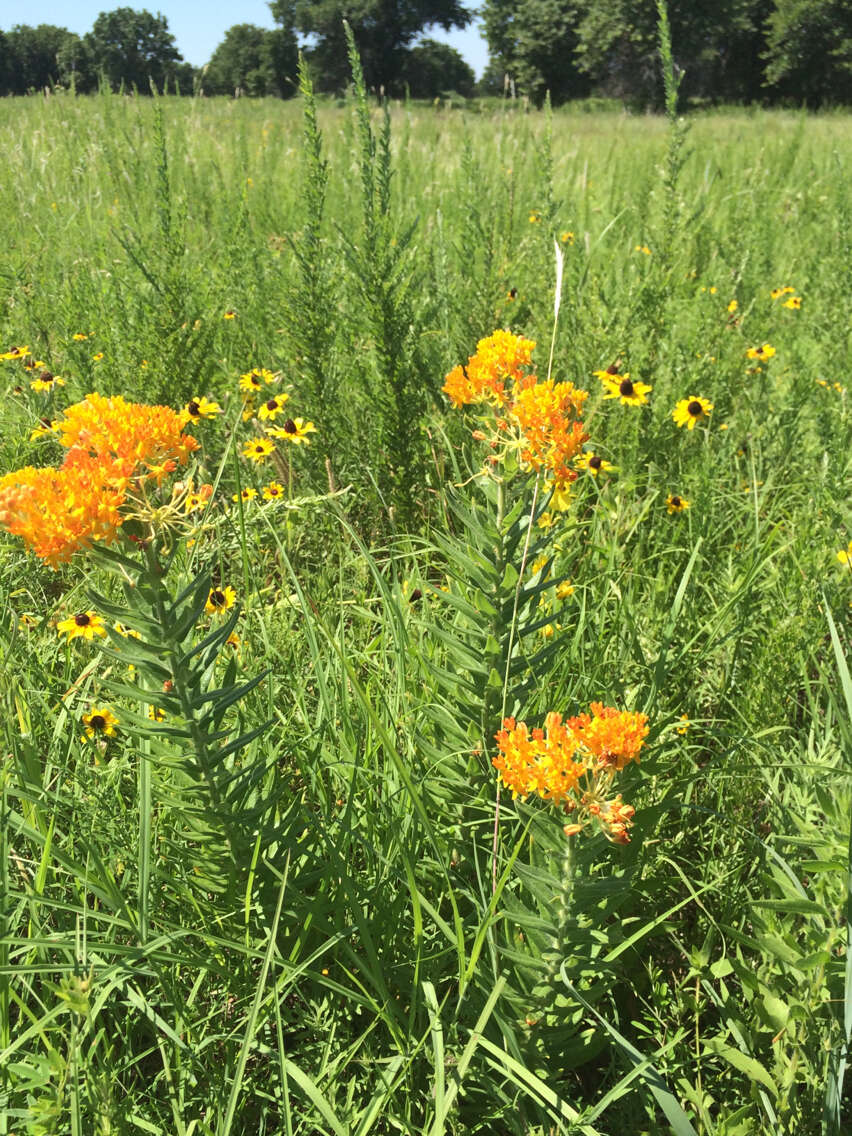 Image of butterfly milkweed