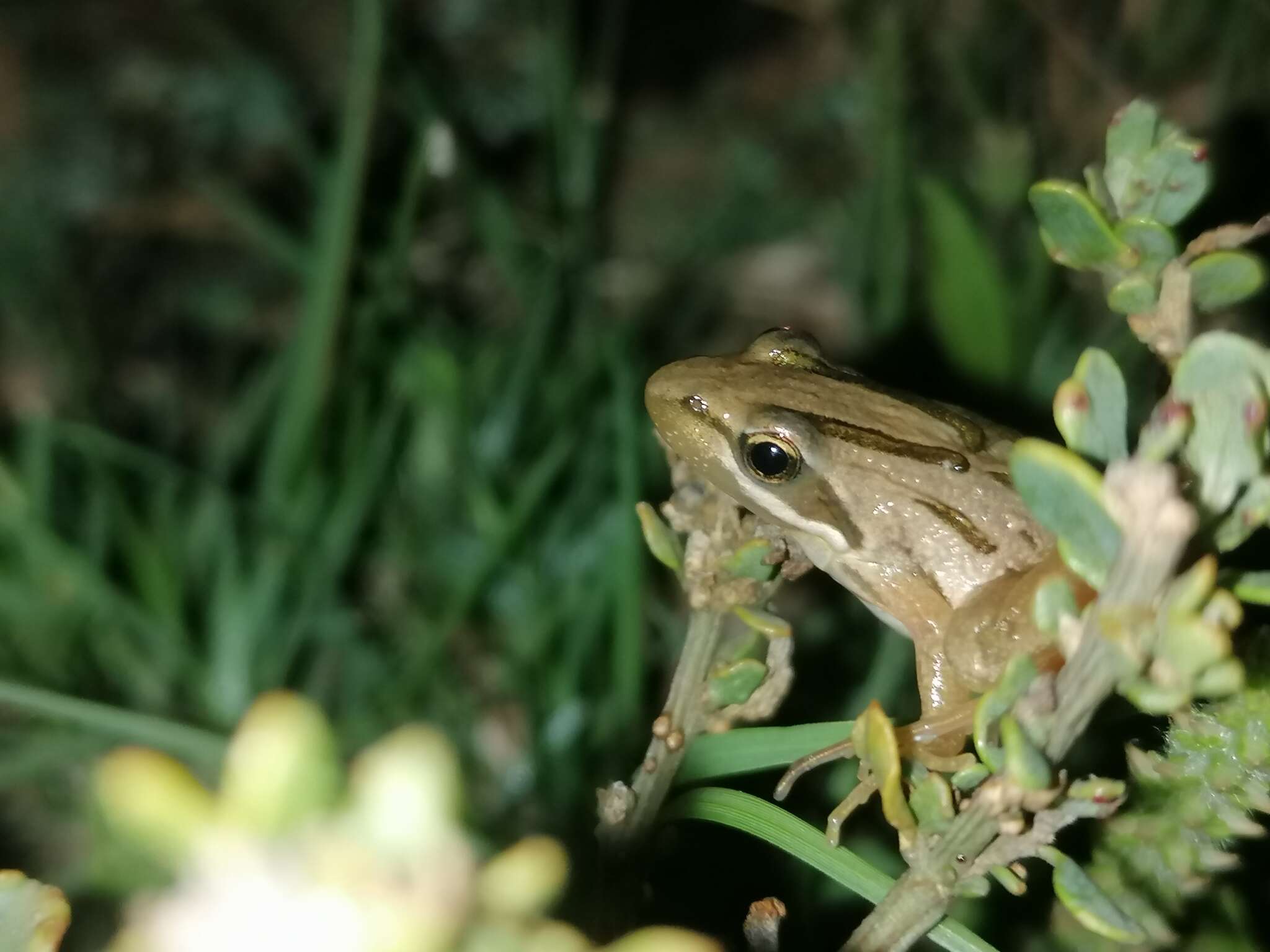 صورة Strongylopus fasciatus (Smith 1849)