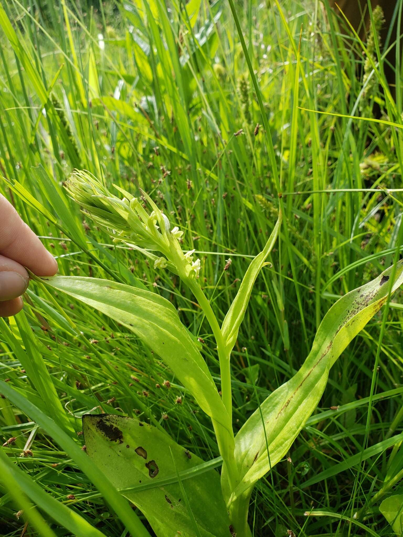 Image of palegreen orchid