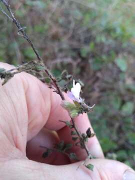 Image of Kickxia lanigera (Desf.) Hand.-Mazz.