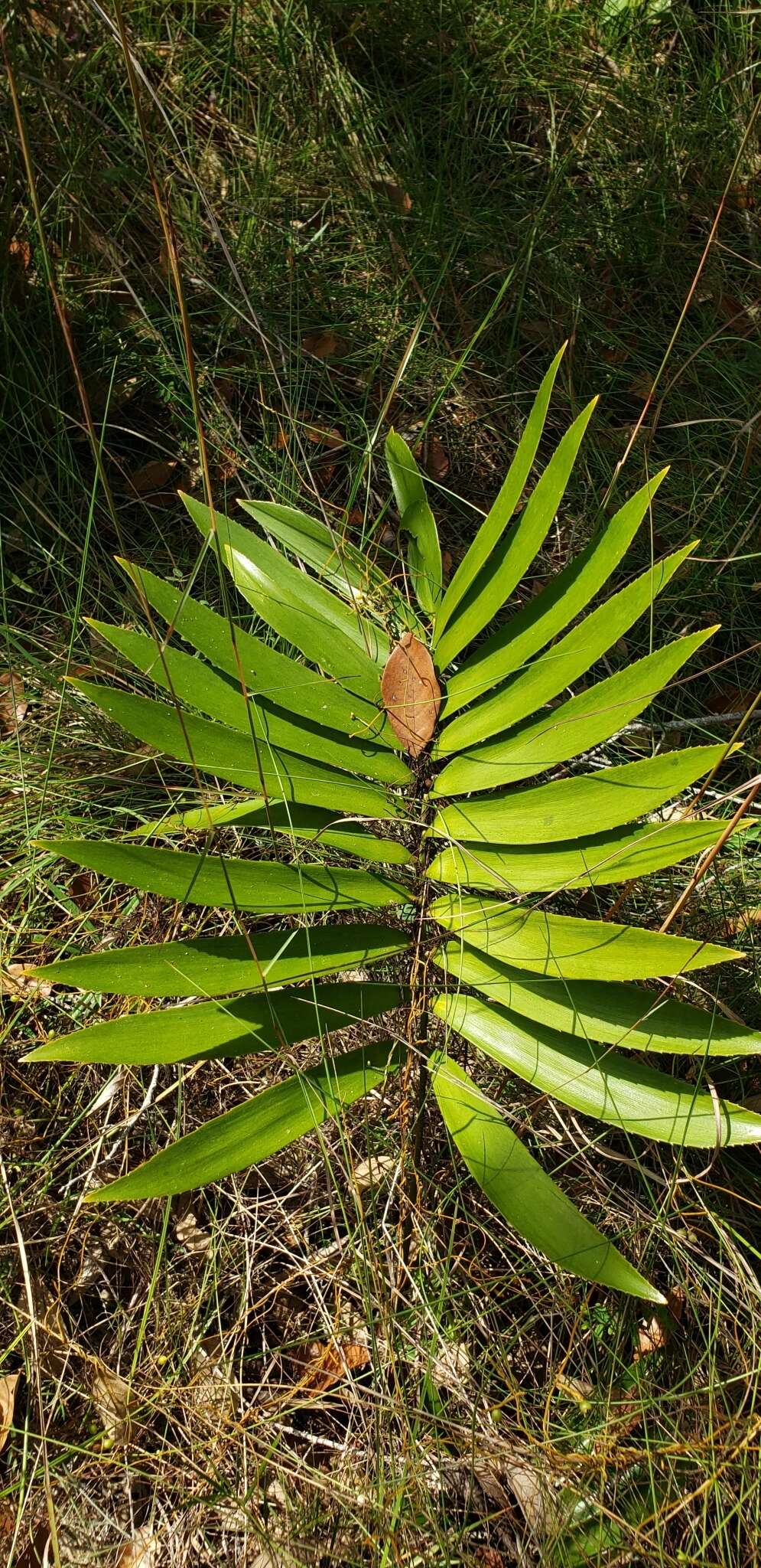 Image of Zamia prasina W. Bull