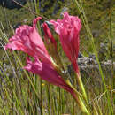 Imagem de Gladiolus crispulatus L. Bolus