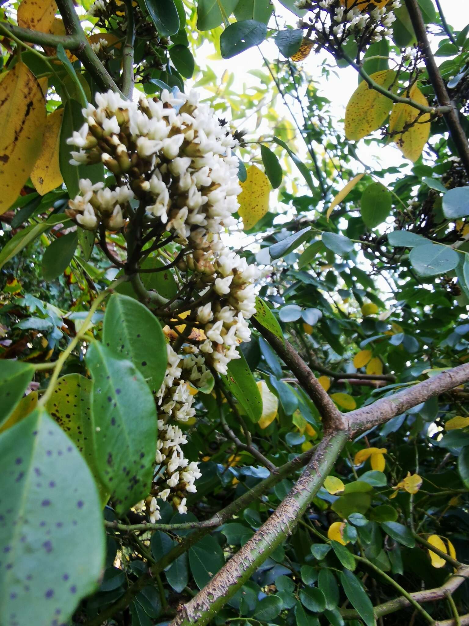 Image de Dalbergia benthamii Prain