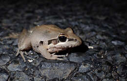 Litoria latopalmata Günther 1867的圖片