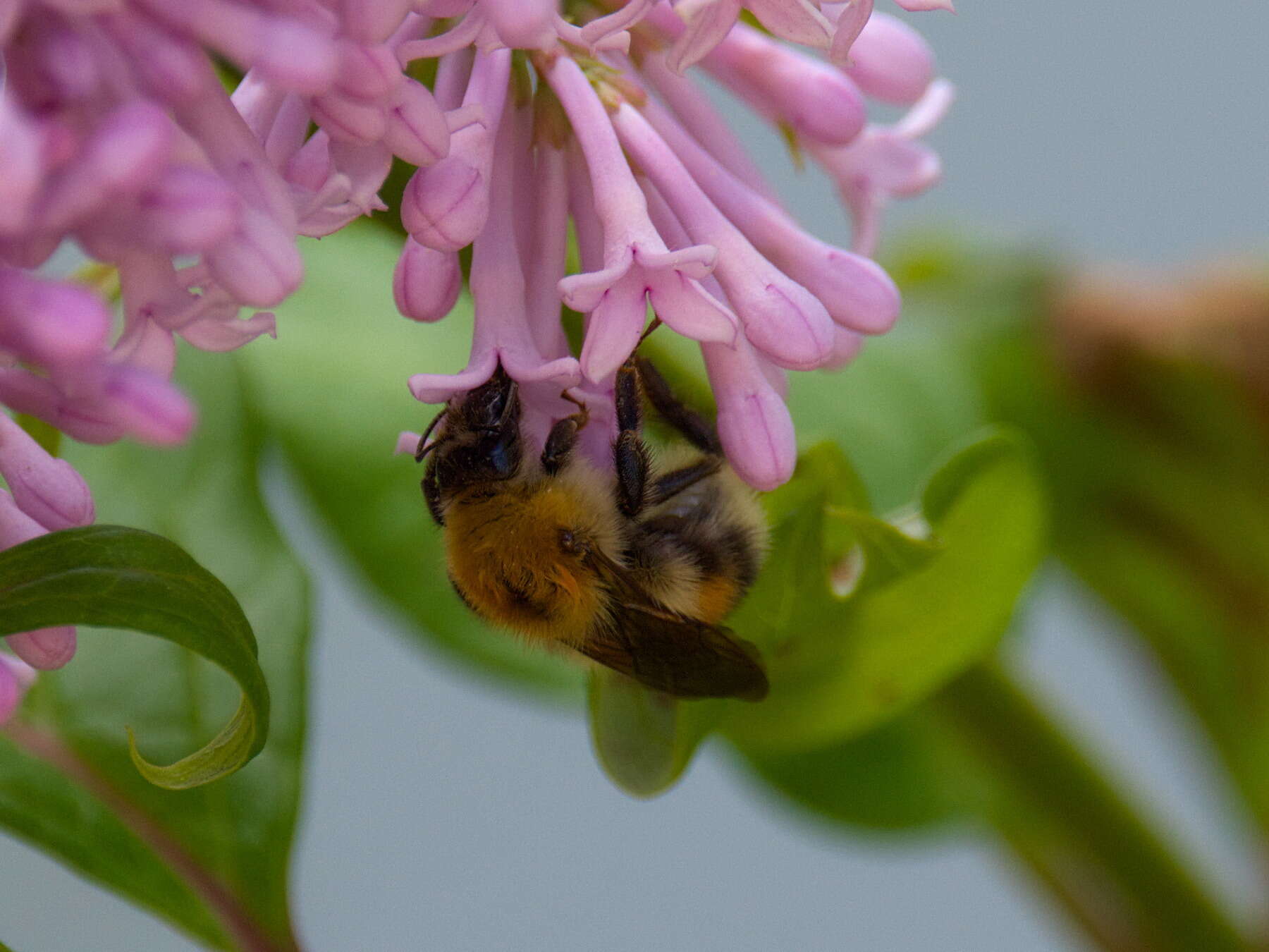 Слика од Bombus consobrinus Dahlbom 1832