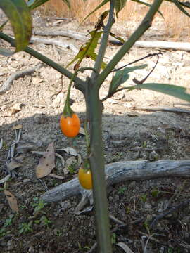 Image of Kangaroo Apple