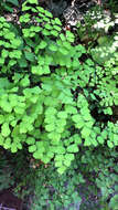 Image of fan maidenhair