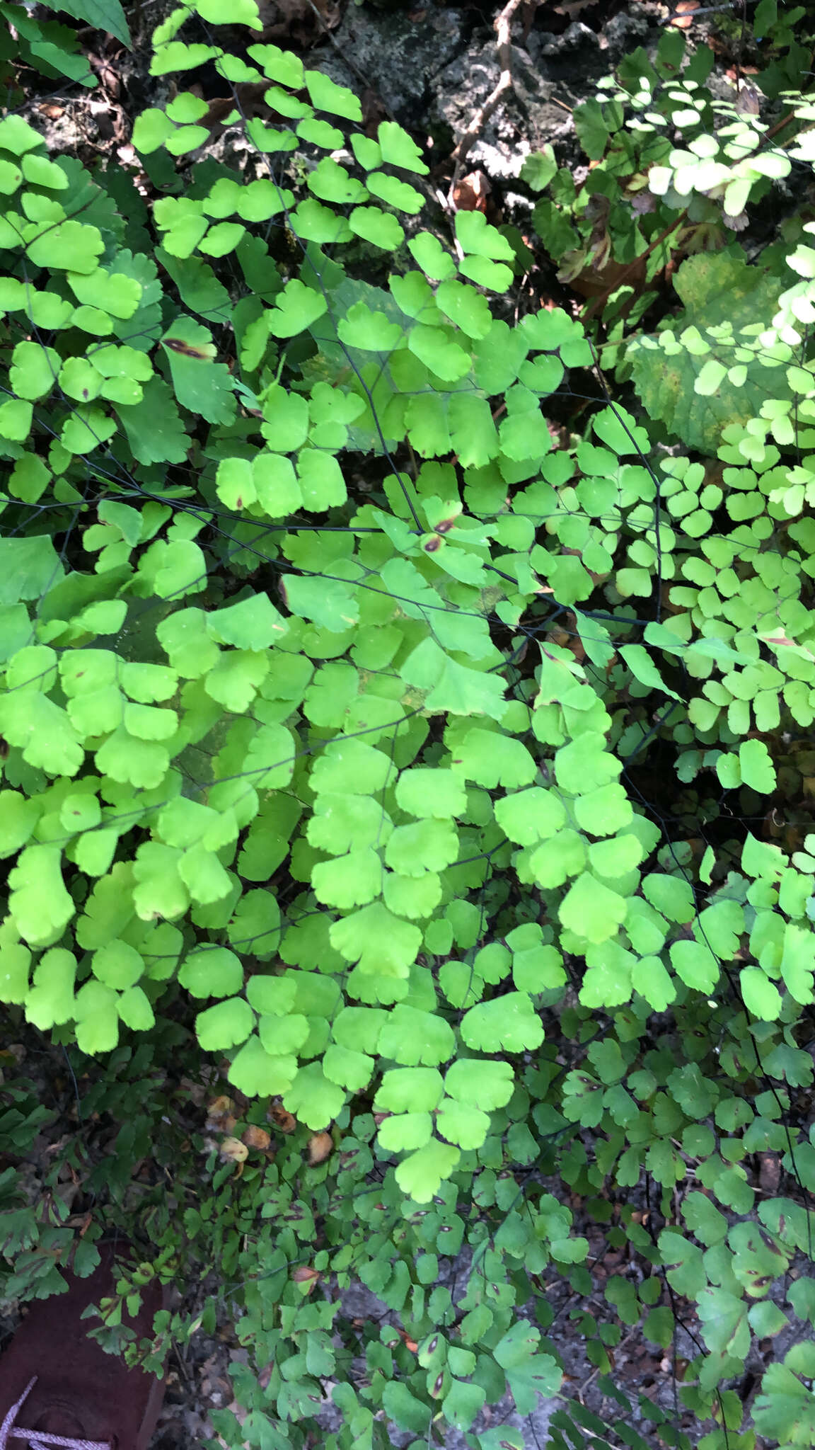 Image of fan maidenhair