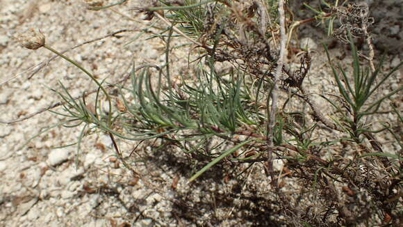 Plantago sempervirens Crantz resmi