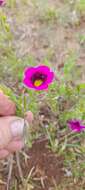 Image of Calibrachoa thymifolia (A. St.-Hil.) J. R. Stehmann & J. Semir