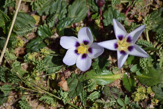 Image of Acaulimalva nubigena (Walp.) Krapov.