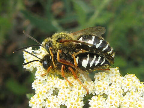 Image of Sphecius conicus (Germar 1817)